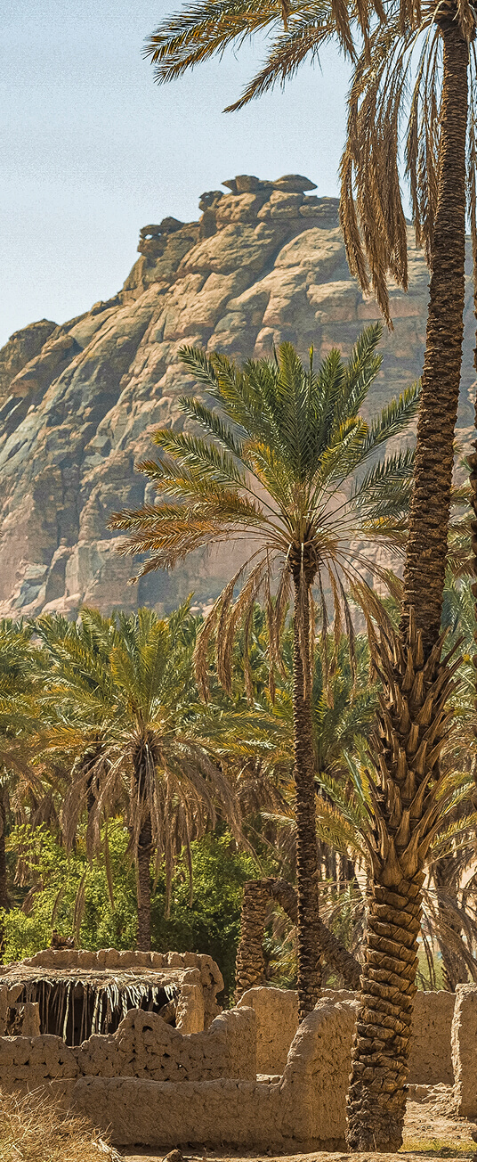 Palmiers et formations rocheuses d'AlUla
