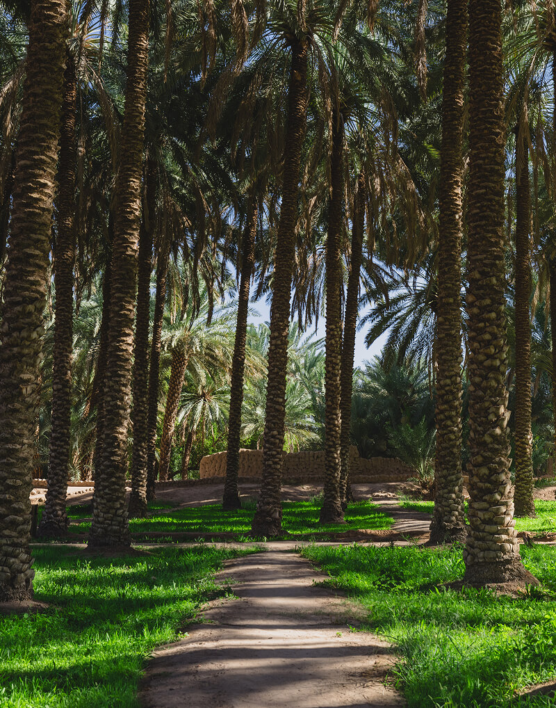 Allée bordée de palmiers dans la palmeraie d'AlUla